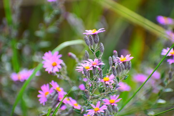 flowers in the field