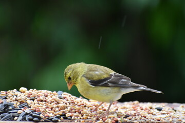 A young goldfinch at the feeder © Claude Laprise