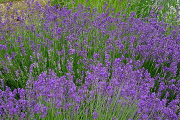 Naklejka premium Lavender