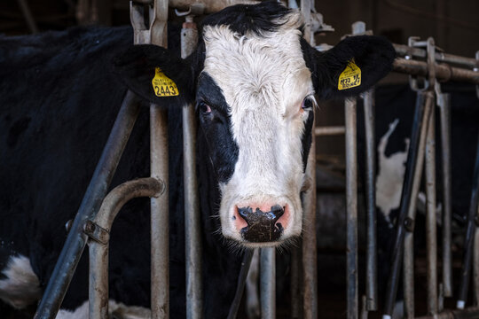 Cows in the stable