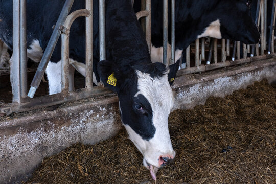 Cows in the stable