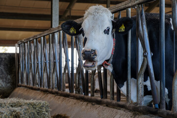 Cows in the stable