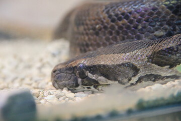 ビルマニシキヘビの横顔