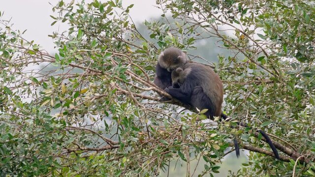two sleeping blue monkeys or diademed monkey (Cercopithecus mitis) on a branch, Arusha National Park, Tanzania