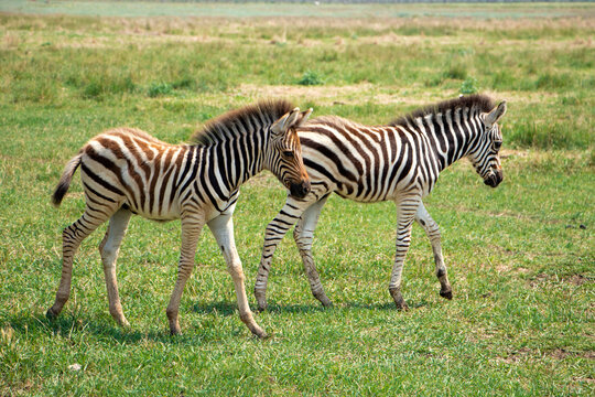 selective focus. Little zebra children play in the savannah. Wild zebras in the biosphere reserve. High quality photo