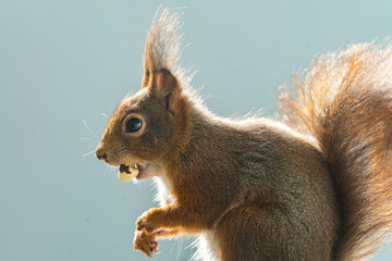Naklejka na ściany i meble Eichhörnchen beim Nüsse futtern - Bild 10