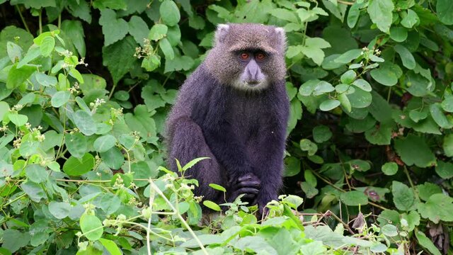 blue monkey or diademed monkey (Cercopithecus mitis) sitting on a branch, Arusha National Park, Tanzania