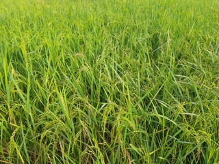 Ears of rice. Close-up of the rice ears. Paddy field in India. Paddy, Organic Agriculture, Ears Of Rice In The Field. grain in paddy field concept. close up of  green rice plant.