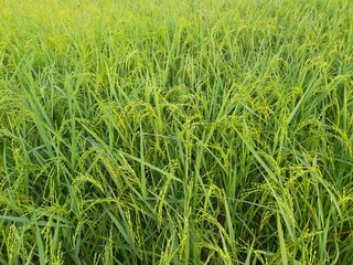 Ears of rice. Close-up of the rice ears. Paddy field in India. Paddy, Organic Agriculture, Ears Of Rice In The Field. grain in paddy field concept. close up of  green rice plant.