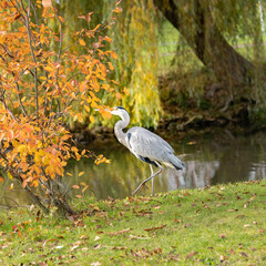 Graureiher am Wasser - Bild 4