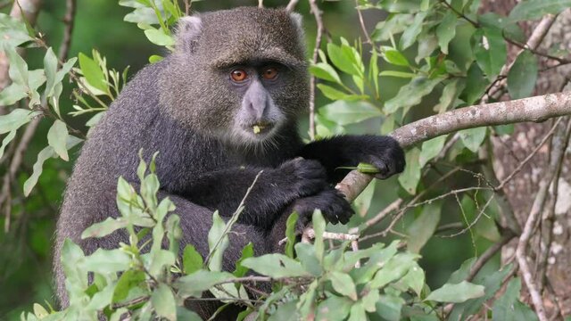 blue monkey or diademed monkey (Cercopithecus mitis) sitting on a branch, Arusha National Park, Tanzania