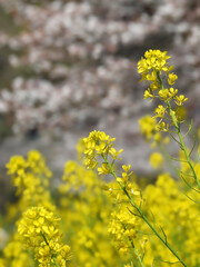 Obraz premium 春の主役の露払い