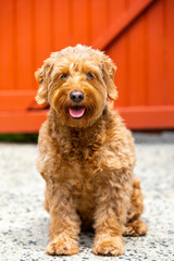 Outdoor portrait of miniature golden doodle dog looking at the camera