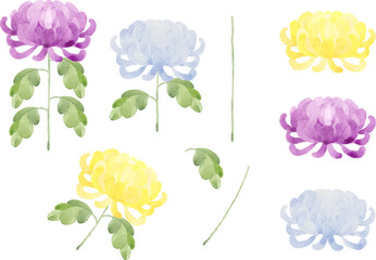 水彩で描いた菊のイラスト