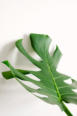 Close-up leaf Monstera deliciosa or Swiss cheese plant on a white background