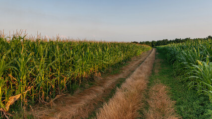 Road in the middle of cornfields. Cornfield in the summer landscape with road