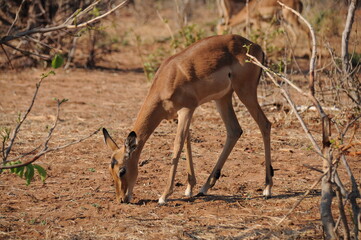 Naklejka premium Graceful impala antelope grazing in savannah, Chobe national park, Botswana