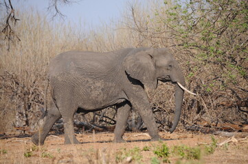 Fototapeta premium Big african elephant walking in Chobe national park, Botswana