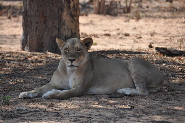 Naklejka na ściany i meble Lioness resting in the shadow of a tree in Chobe national park, Botswana