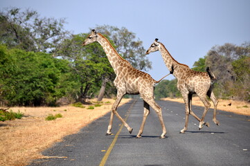 Two african giraffes walking across highway, Kruger National park, South Africa