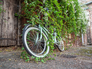Fototapeta na wymiar Abandoned bicycles chained to a post covered with creepers and vegetation