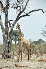 African giraffe in natural habitat, Chobe national park in Botswana