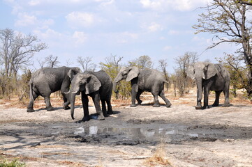 Fototapeta na wymiar A group of elephants at watering hole on a clear sunny day, Chobe national park, Botswana