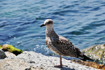 Large seagull on a stone. Bird on the background of the calm sea. Marine painting.