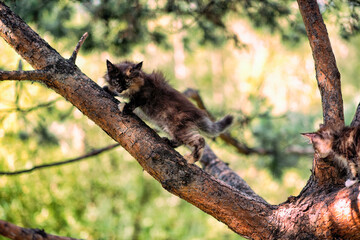 Lovely maine coon kittens sitting on a tree in a forest in summer.