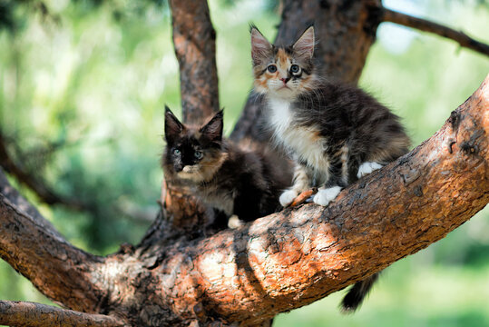 Lovely maine coon kittens sitting on a tree in a forest in summer.