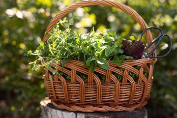 Fototapeta na wymiar Fresh herbs in a wicker basket in the garden