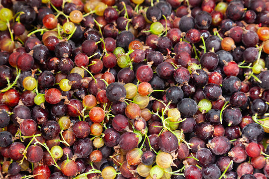A bunch of yoshta berries, close-up. A bunch of yoshta berries, close-up. Currant berries. Josta.