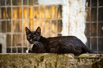 Homeless cat on the street. Black and white cat in the yard.