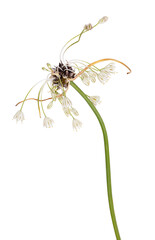 Garlic flower isolated on white background