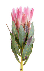 Fresh protea flower isolated on white background