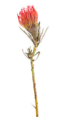 Fresh protea flower isolated on white background