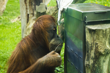 Closeup of an orangutan in the zoo. © Tamar Dundua/Wirestock