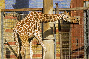 Giraffe in the zoo touching the cage door.