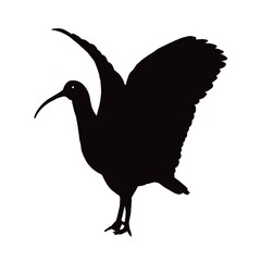 silhouette of a bird
