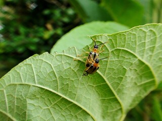 inseto besouro - lycidae