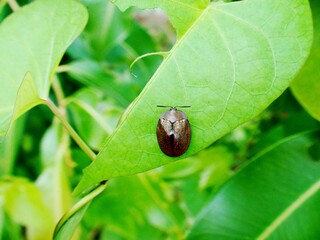 inseto besouro tartaruga - cassidinae