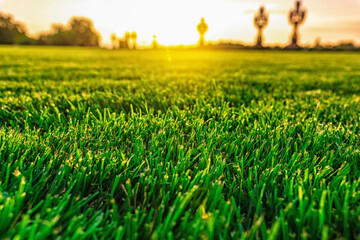 Natural background of green grass