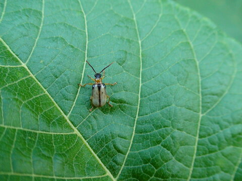 inseto besouro - lycidae