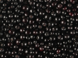 Elderberries, elder berries pile   background and texture, top view