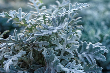 Silvery cineraria plant with velvet leaves