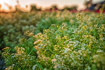A bush with small white flowers at sunset