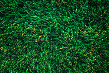 Natural background of green grass
