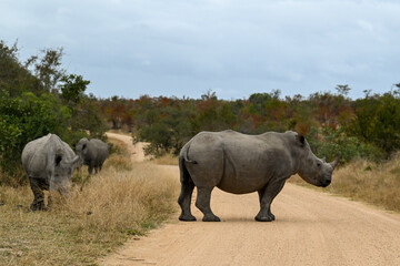 Fototapeta premium Rhino in the wild 