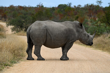 Rhino in the wild 