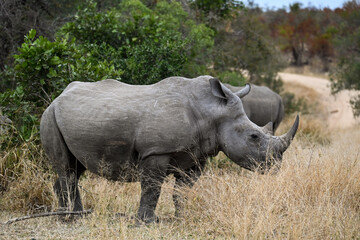 Fototapeta premium Rhino in the wild 